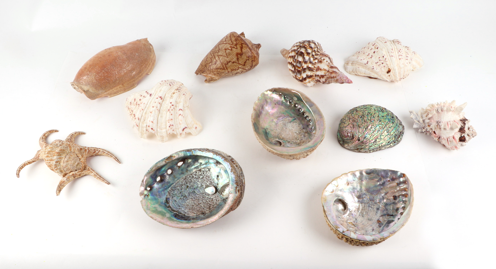 An impressive collection of large seashells. - Image 2 of 3