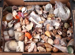 A large collection of sea shells, many with their Latin names.
