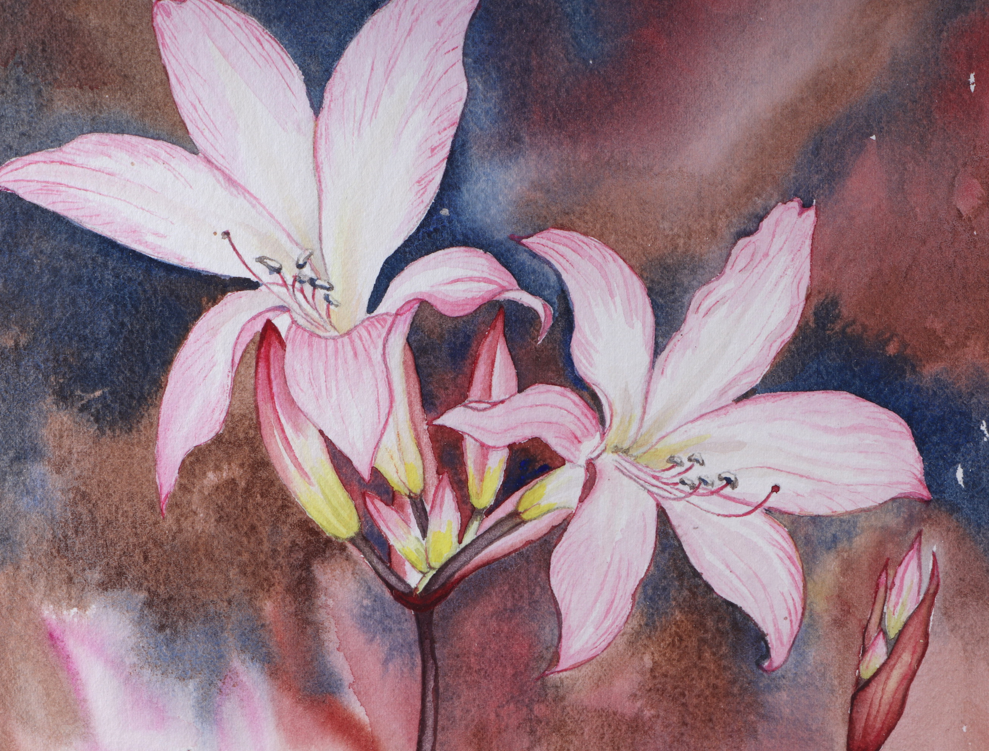 Jane Avery (Modern British), "Belladonna Lillies", signed lower right corner, watercolour, framed - Image 2 of 4