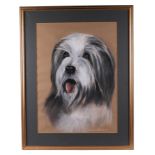 Jacqueline Brain (Modern British), portrait of a bearded Collie, pastel, signed and dated 77 lower