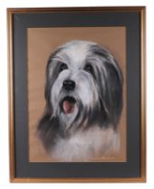 Jacqueline Brain (Modern British), portrait of a bearded Collie, pastel, signed and dated 77 lower