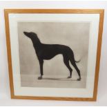 HELEN FAY (British Contemporary) - Greyhound, limited edition etching