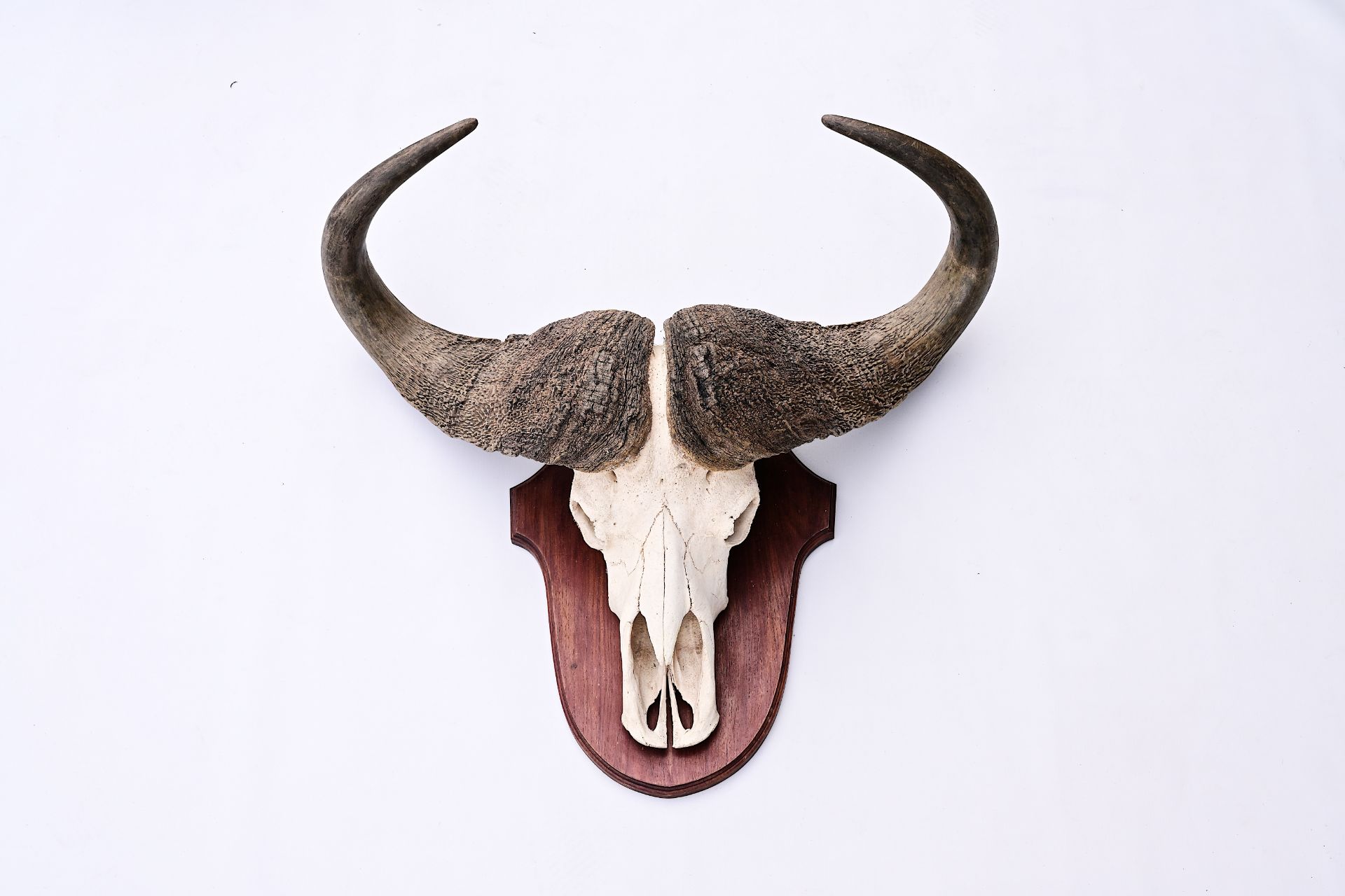 An imposing skull of a African buffalo, 20th C.