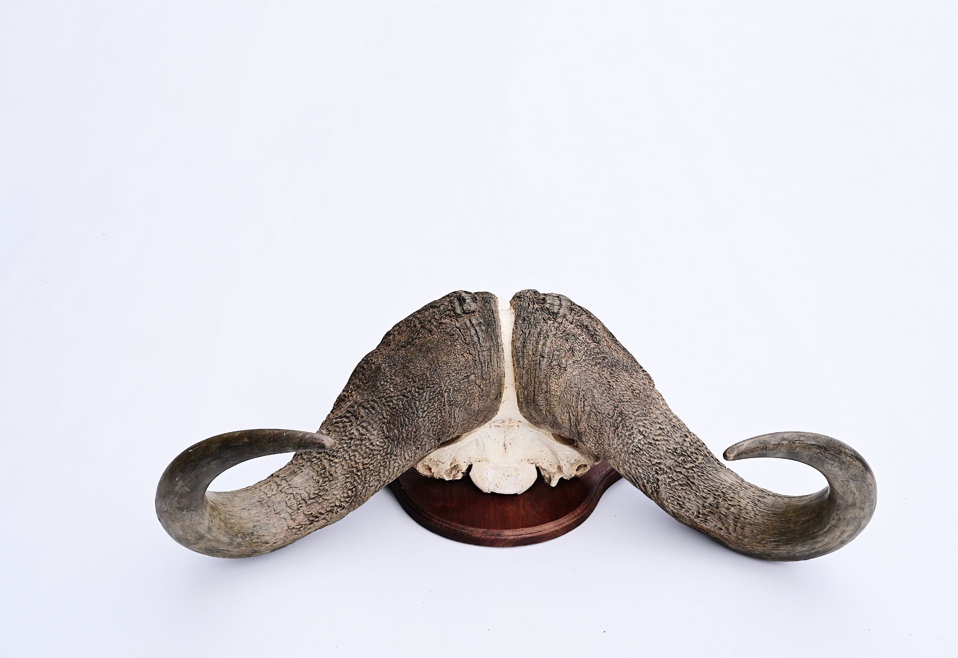 An imposing skull of a African buffalo, 20th C. - Image 4 of 5