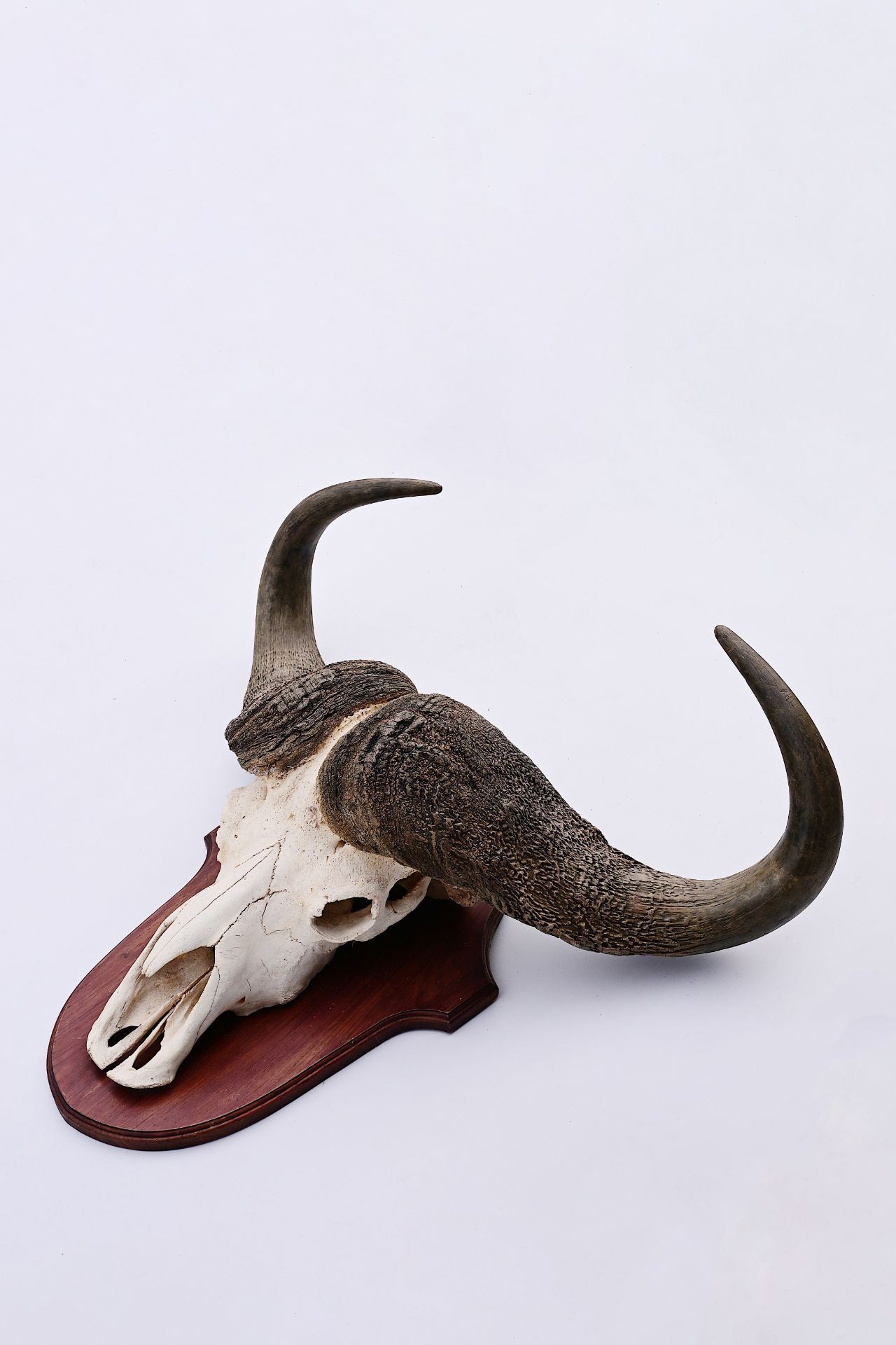 An imposing skull of a African buffalo, 20th C. - Image 2 of 5