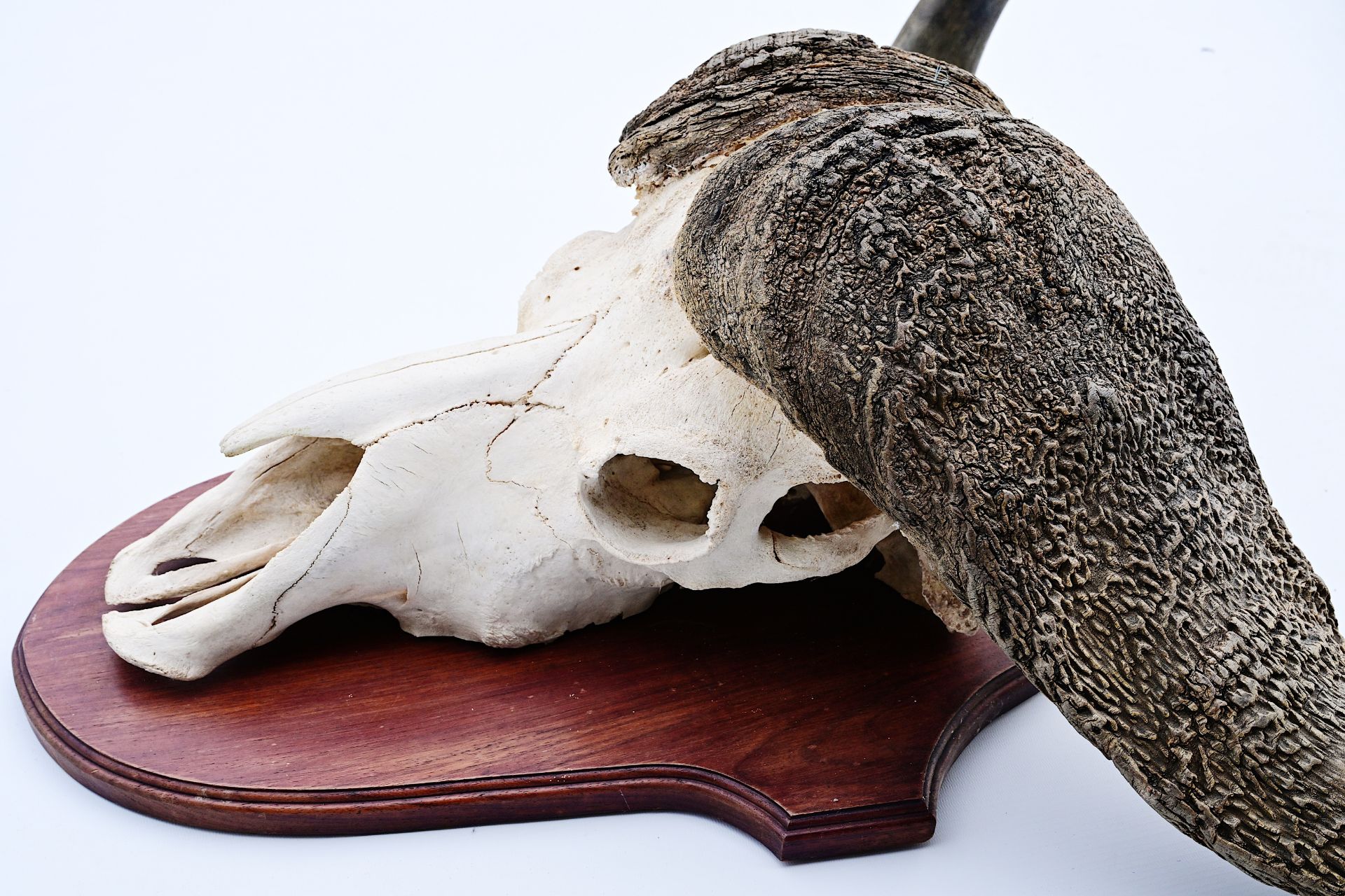 An imposing skull of a African buffalo, 20th C. - Image 3 of 5