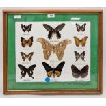 Framed pinned butterfly and moths,to include an Atlas moth Attacus atlas, a Red helen Papilio
