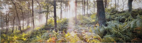 Mike Shepherd Photographic print 'Woodland Vision II', Artist's Proof, signed and titled in