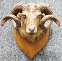 Taxidermy ram's  head, on oak shield-shaped wall mount with two spiralling horns, 44cm high