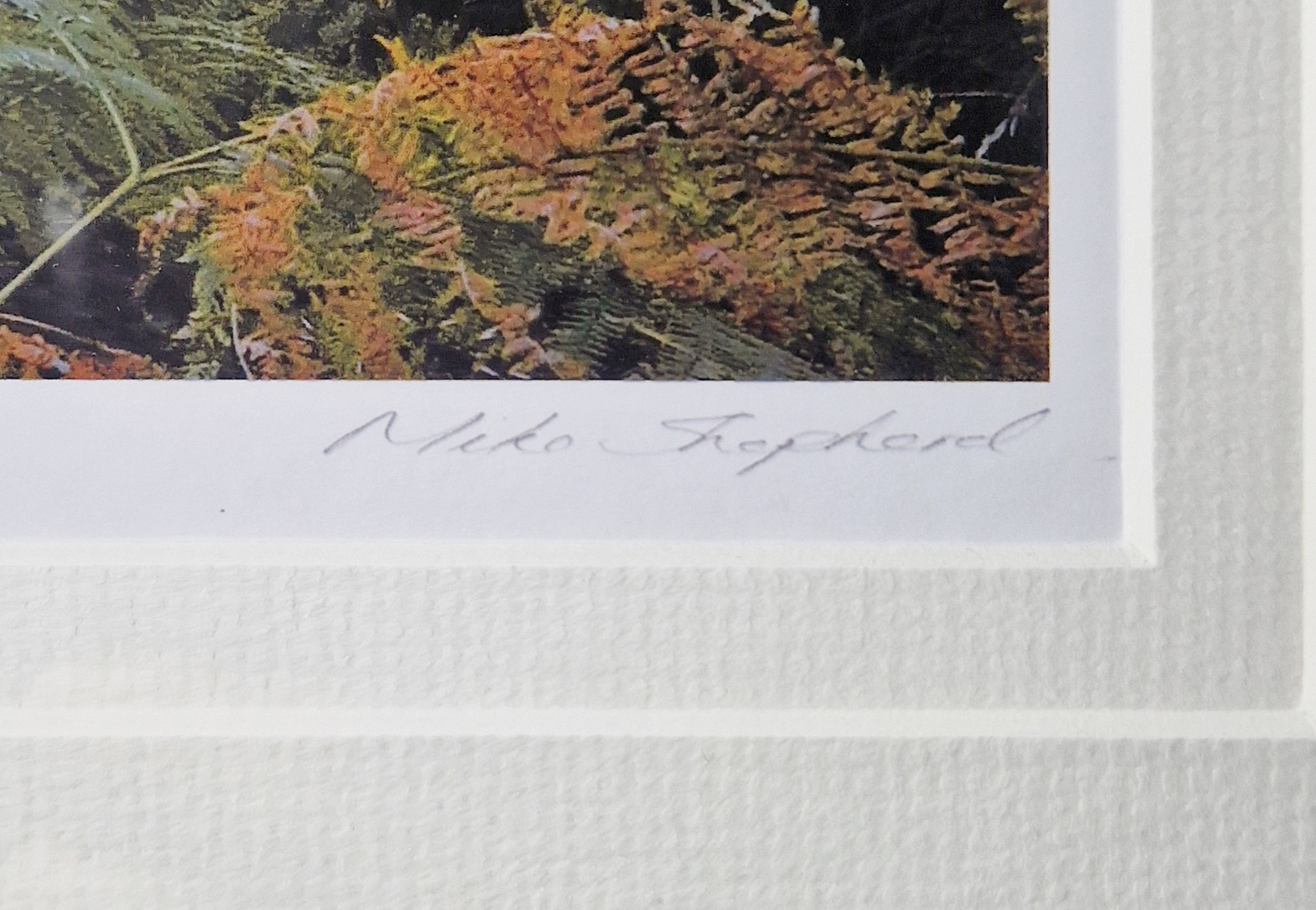 Mike Shepherd Photographic print 'Woodland Vision II', Artist's Proof, signed and titled in - Image 3 of 4