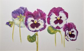 Moira Venn (20th century) Watercolour "Turbo Blue/White" study of pansies, signed lower right,