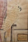 19th century school Watercolour/collage Study of a cockatoo, cut out and mounted on painted