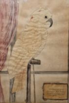 19th century school Watercolour/collage Study of a cockatoo, cut out and mounted on painted