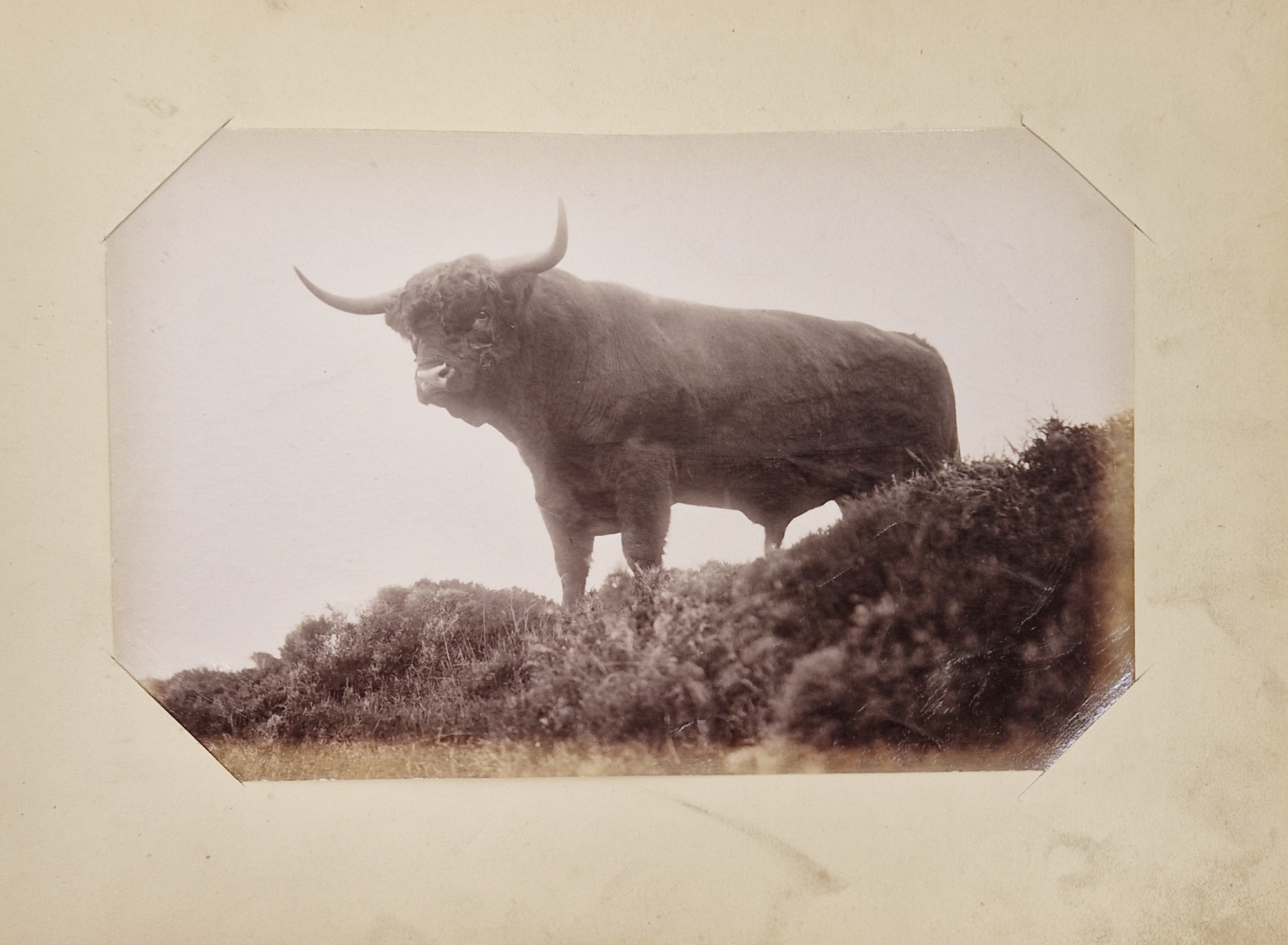 Animal Studies by Charles Reid (1837-1929), Wishaw, mounted with images of cattle, horses, birds, - Image 5 of 14