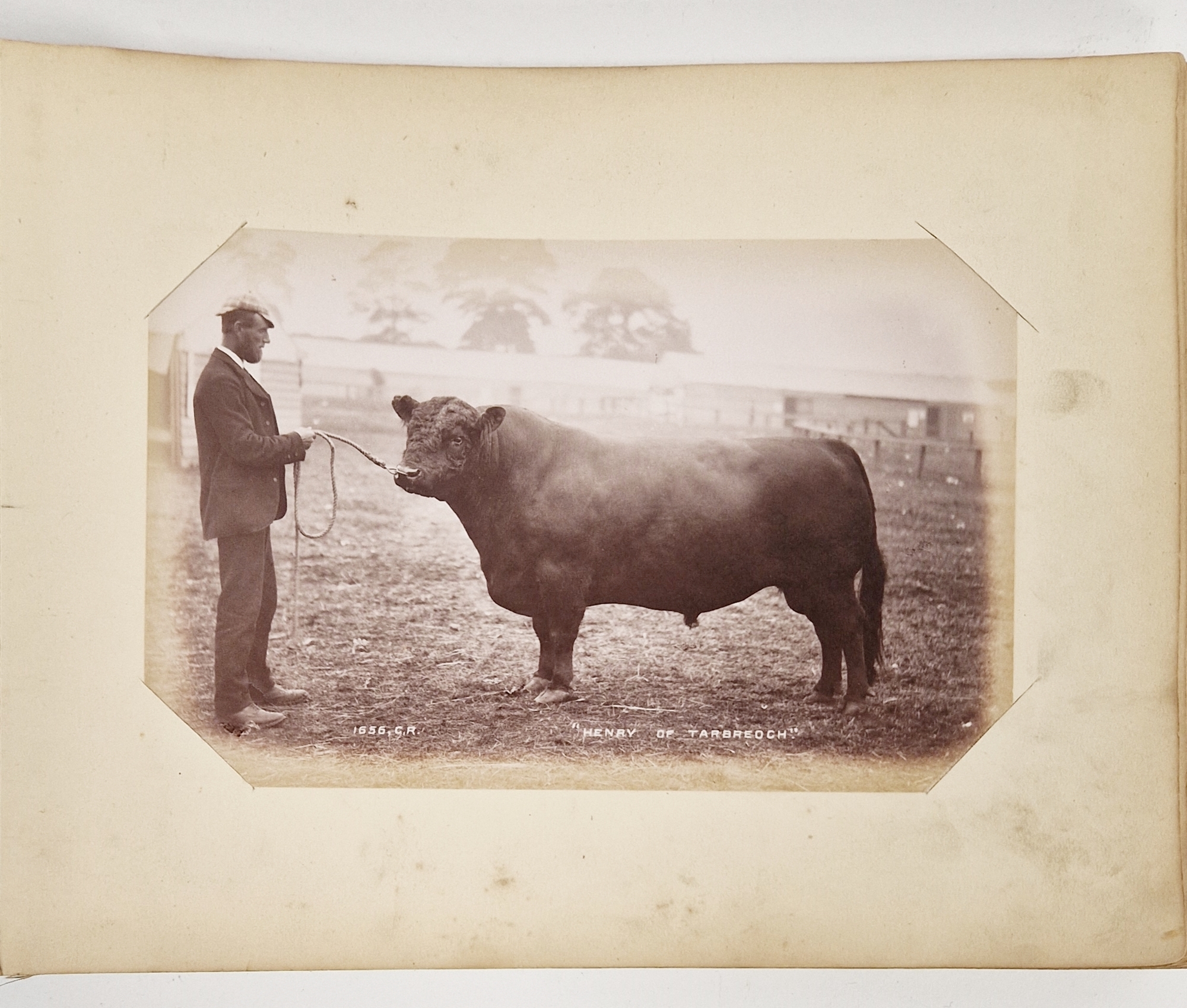 Animal Studies by Charles Reid (1837-1929), Wishaw, mounted with images of cattle, horses, birds, - Image 3 of 14