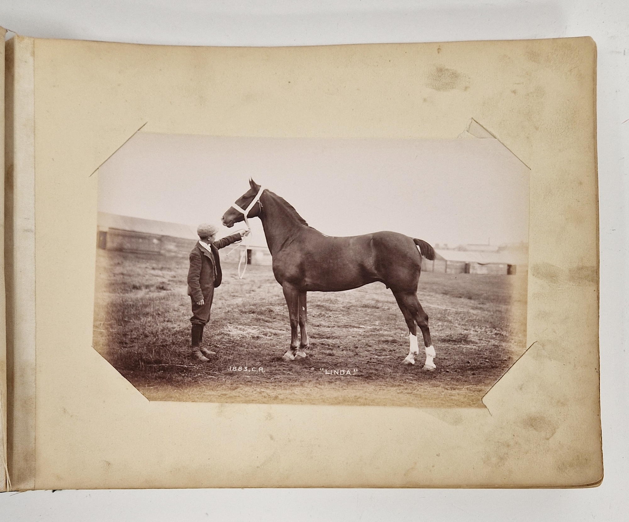 Animal Studies by Charles Reid (1837-1929), Wishaw, mounted with images of cattle, horses, birds, - Image 2 of 14