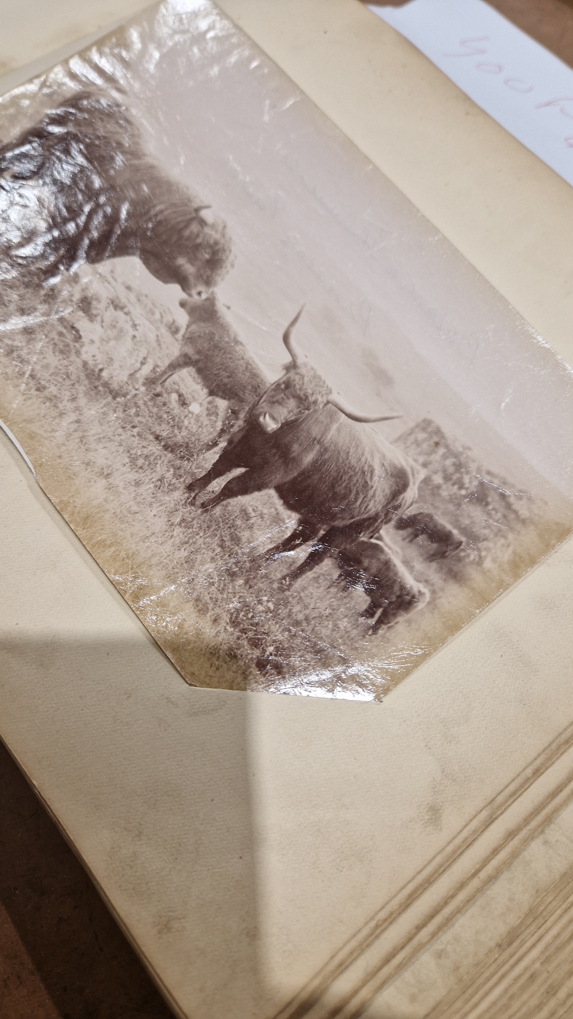 Animal Studies by Charles Reid (1837-1929), Wishaw, mounted with images of cattle, horses, birds, - Image 14 of 14