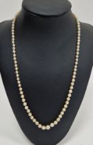 String of graduated cultured pearls on white metal clasp