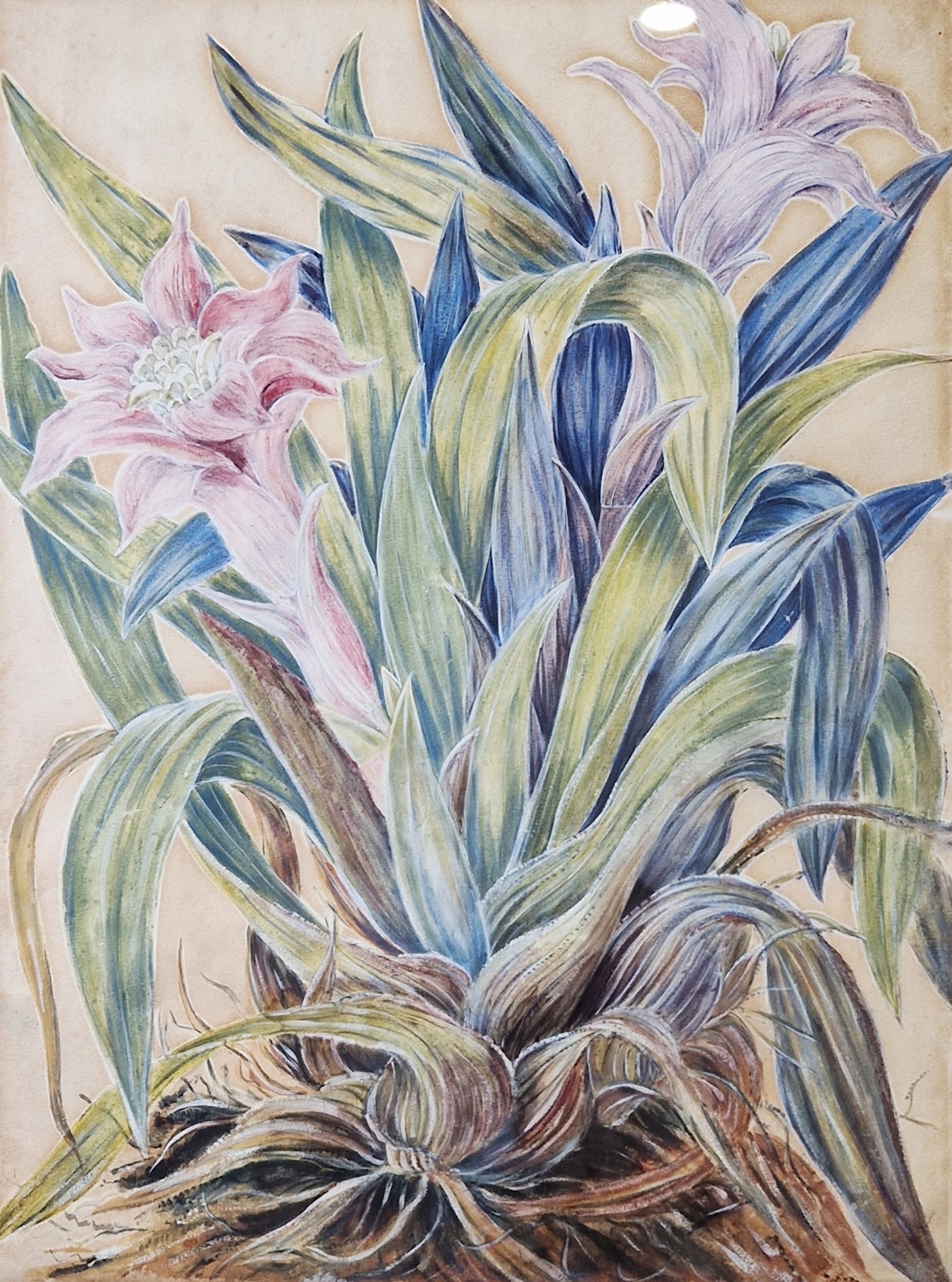 20th century school Watercolour and gouache Two floral studies, one of a cactus flower the other