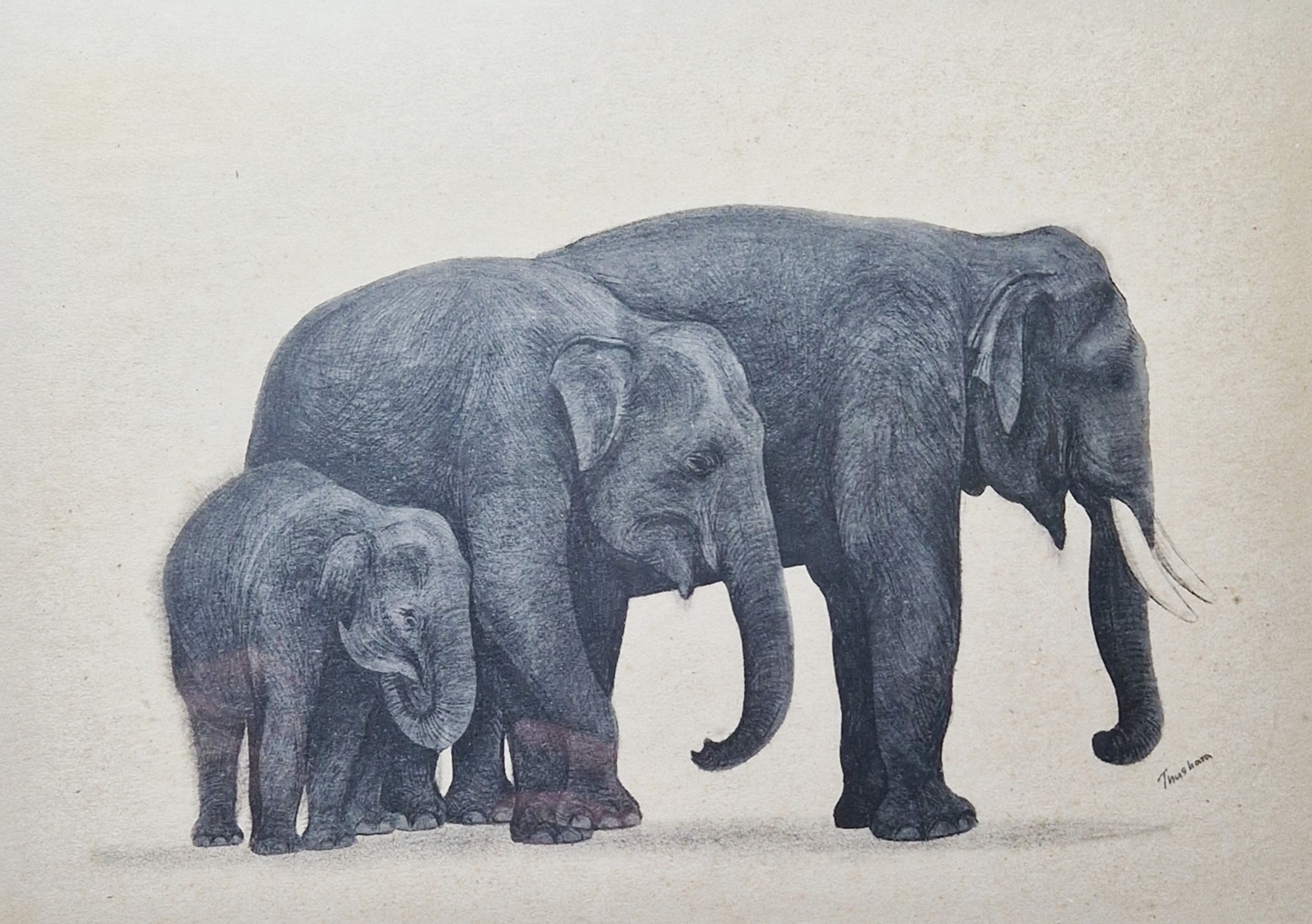 Thushara (Sri Lanka) Watercolour Set of four studies of elephants, signed lower right, framed and - Image 3 of 7