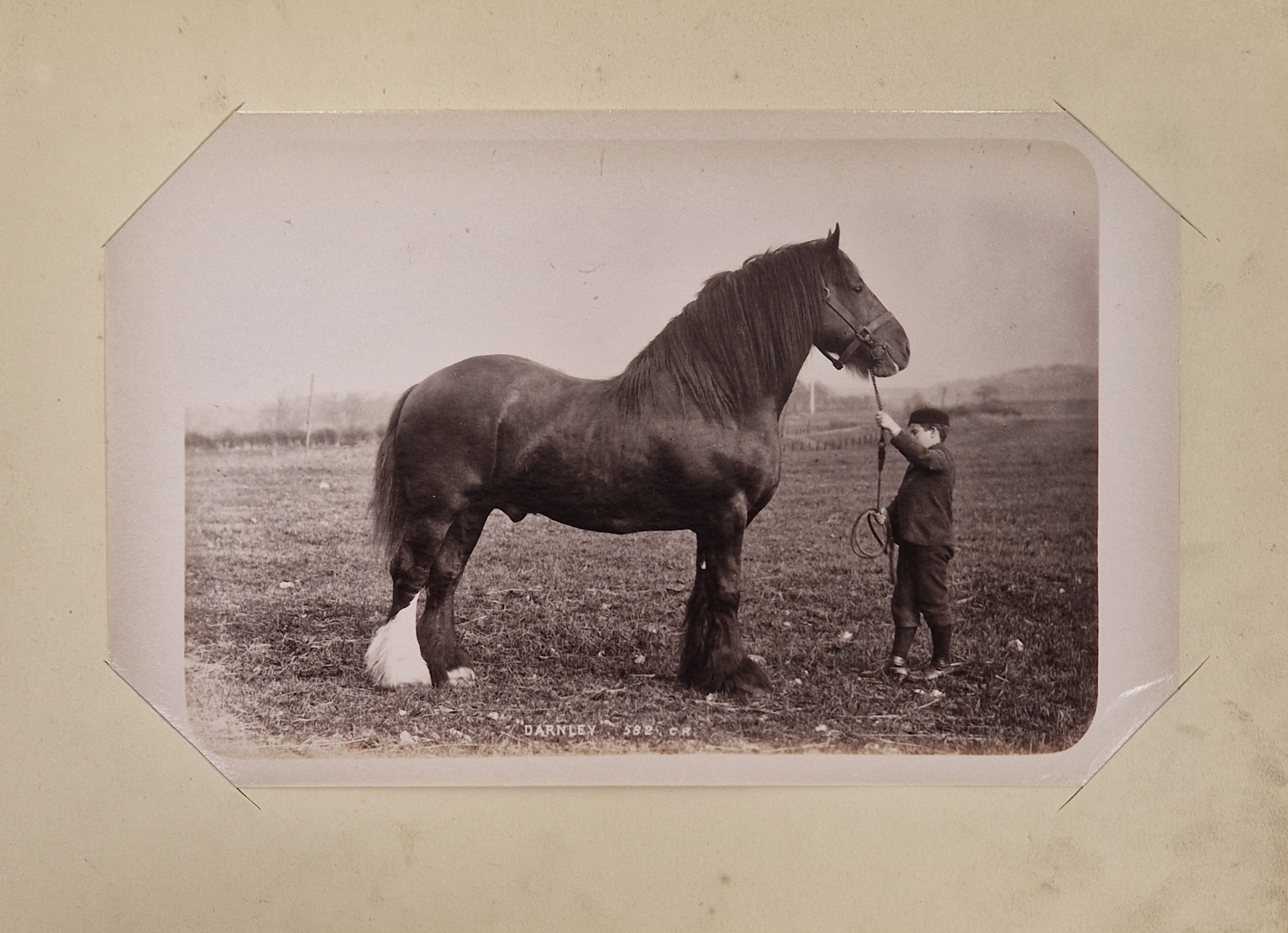 Animal Studies by Charles Reid (1837-1929), Wishaw, mounted with images of cattle, horses, birds, - Image 8 of 14