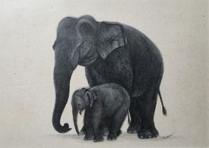 Thushara (Sri Lanka) Watercolour Set of four studies of elephants, signed lower right, framed and