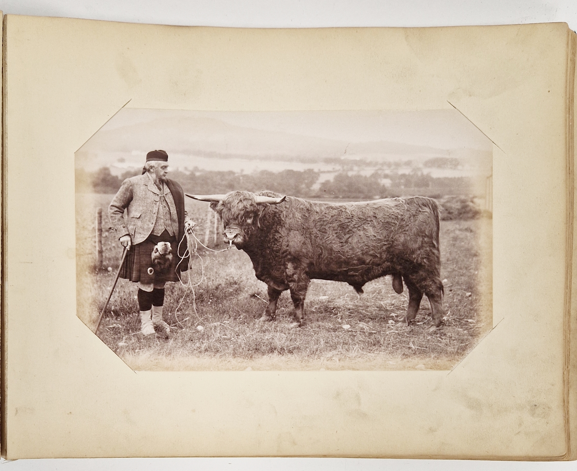 Animal Studies by Charles Reid (1837-1929), Wishaw, mounted with images of cattle, horses, birds, - Image 4 of 14