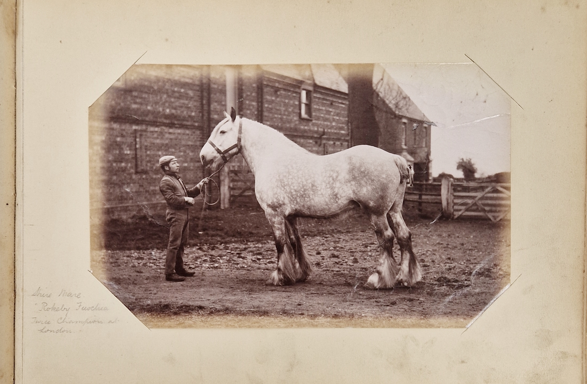 Animal Studies by Charles Reid (1837-1929), Wishaw, mounted with images of cattle, horses, birds, - Image 9 of 14