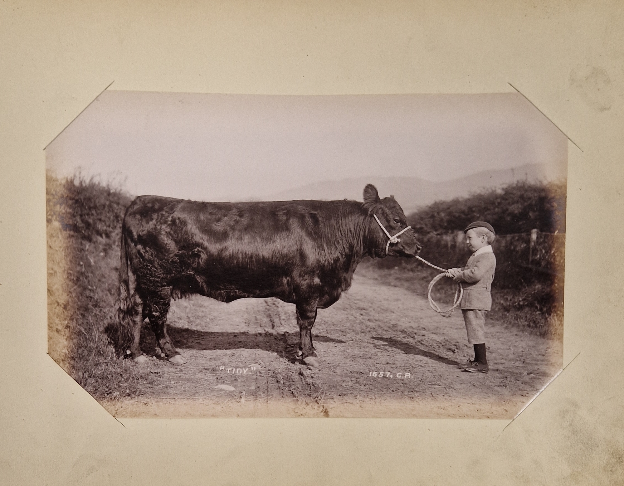 Animal Studies by Charles Reid (1837-1929), Wishaw, mounted with images of cattle, horses, birds, - Image 6 of 14