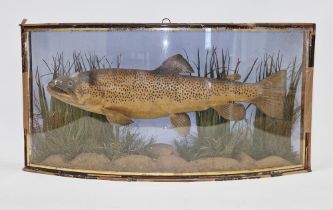 Taxidermic trout in ebonised and gilt bowfronted glazed cabinet, 69cm wide x 34cm high x 10cm deep