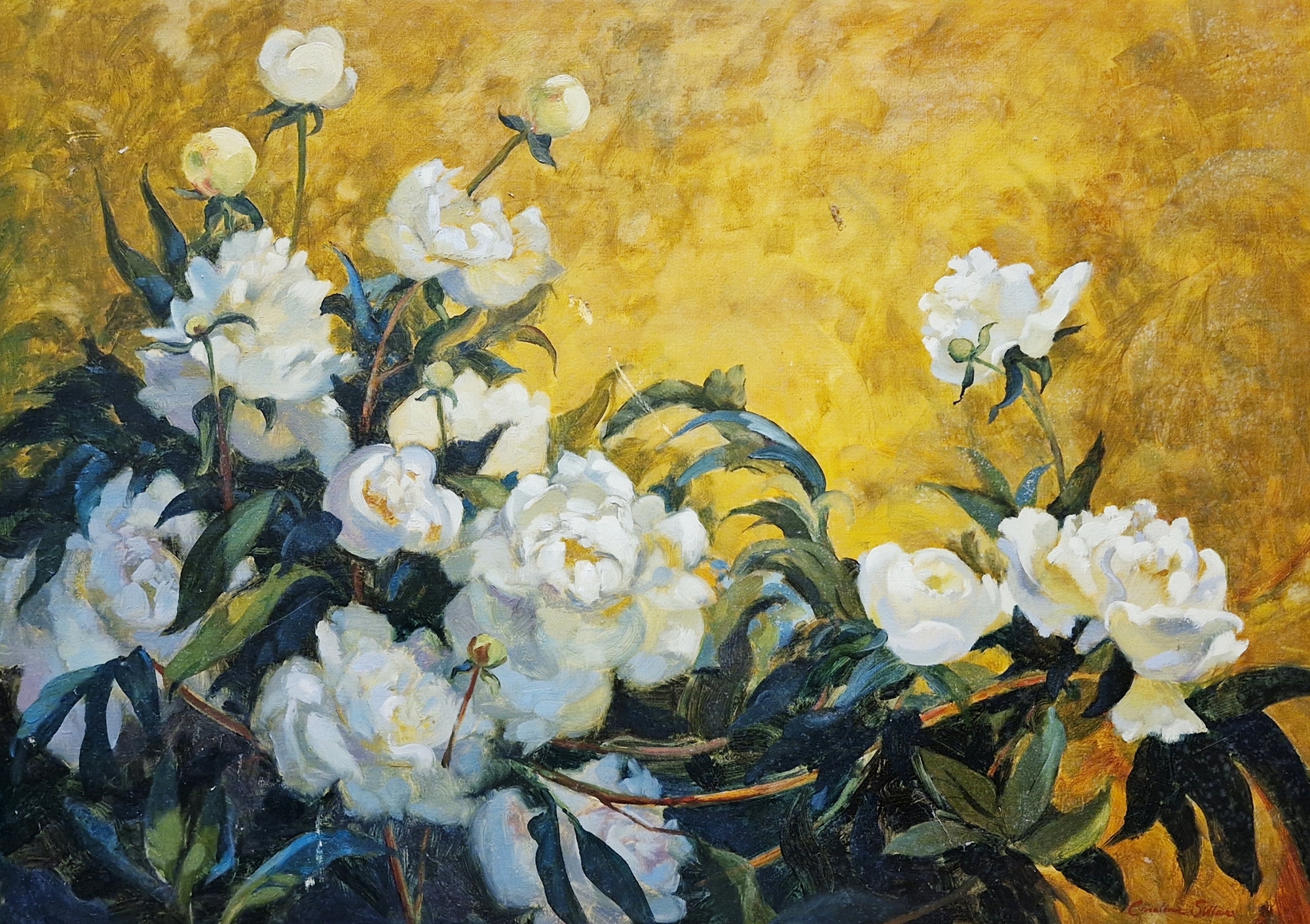 Caroline Sillars (1933-1988) Oil on canvas Still life study of white roses, signed lower right, 66cm