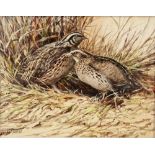 Ken Turner (1926) Oil on board Two quail amongst grasses, signed lower left, 14cm x 17.5cm