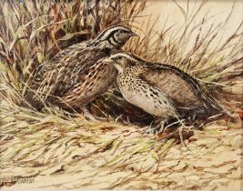 Ken Turner (1926) Oil on board Two quail amongst grasses, signed lower left, 14cm x 17.5cm