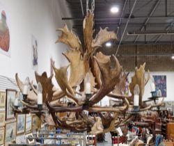 Large 20th century twelve light Stag antler chandelier/electrolier, measuring approximately 130cm