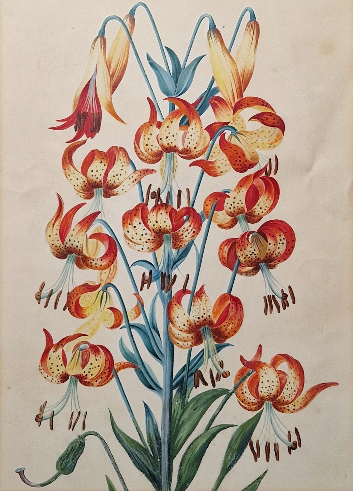 19th century school Watercolour and gouache Study of a Tiger Lily, unsigned, framed and glazed,