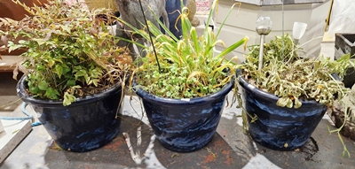 Three terracotta blue glazed garden pots (3)