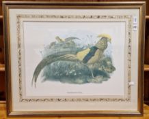 After Daniel Giraud Elliot, ornithological print of a golden pheasant, 53cm x 40cm together with