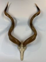 A Large Pair Of Smooth Twisted Kudu Horns