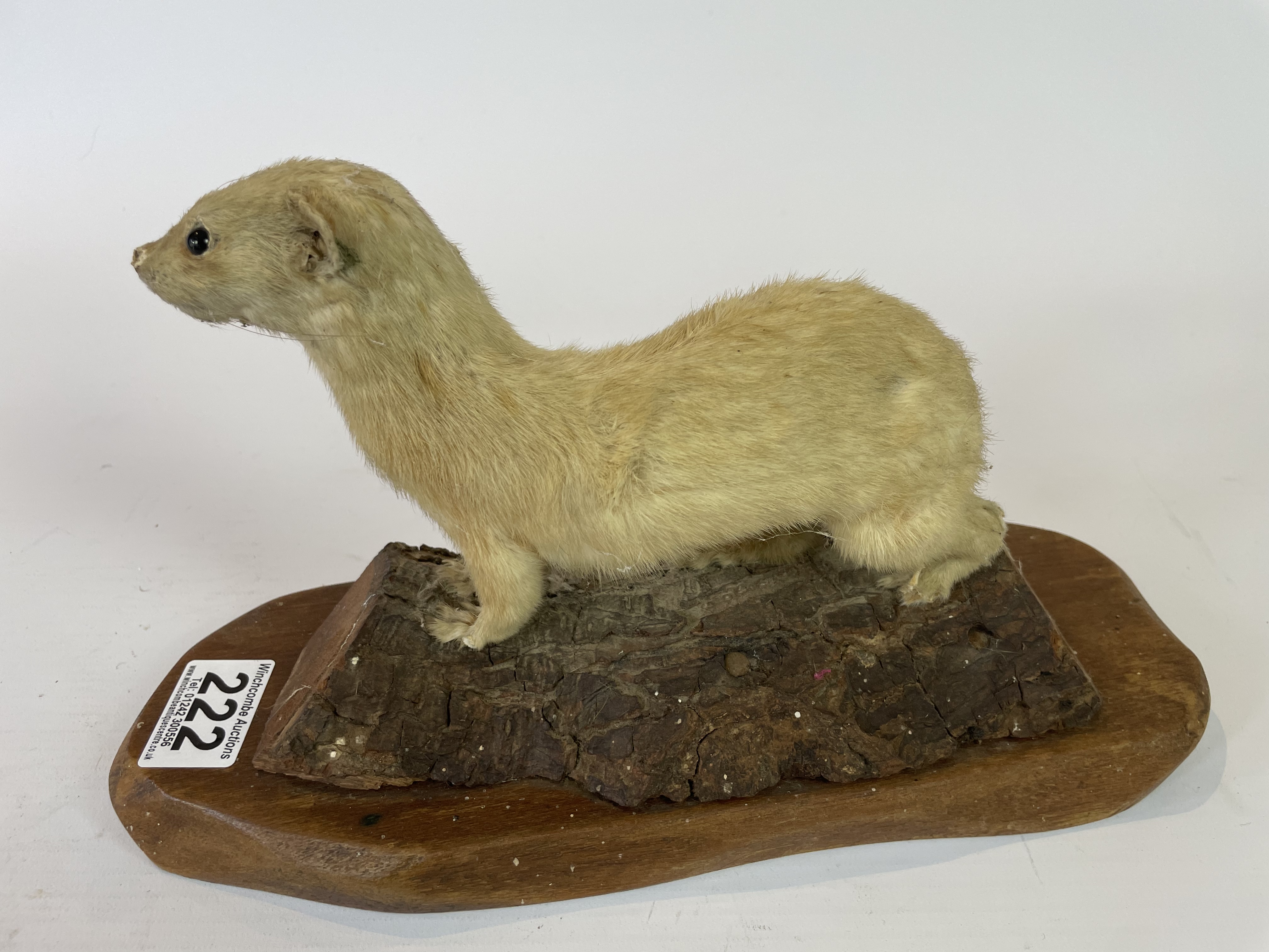 Taxidermy Stoat By J Crewason - Image 2 of 3