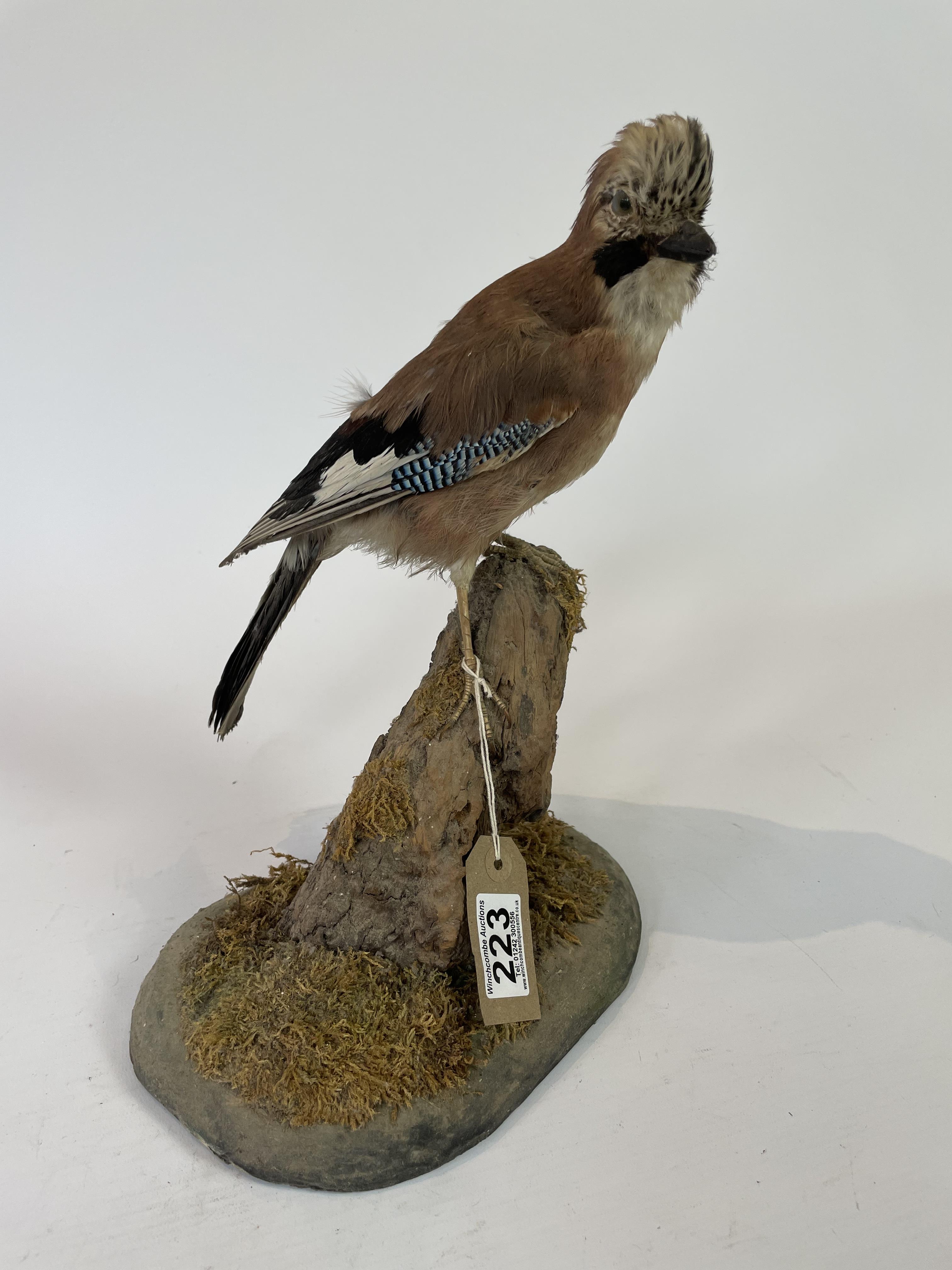 Taxidermy Jay By J Crewason