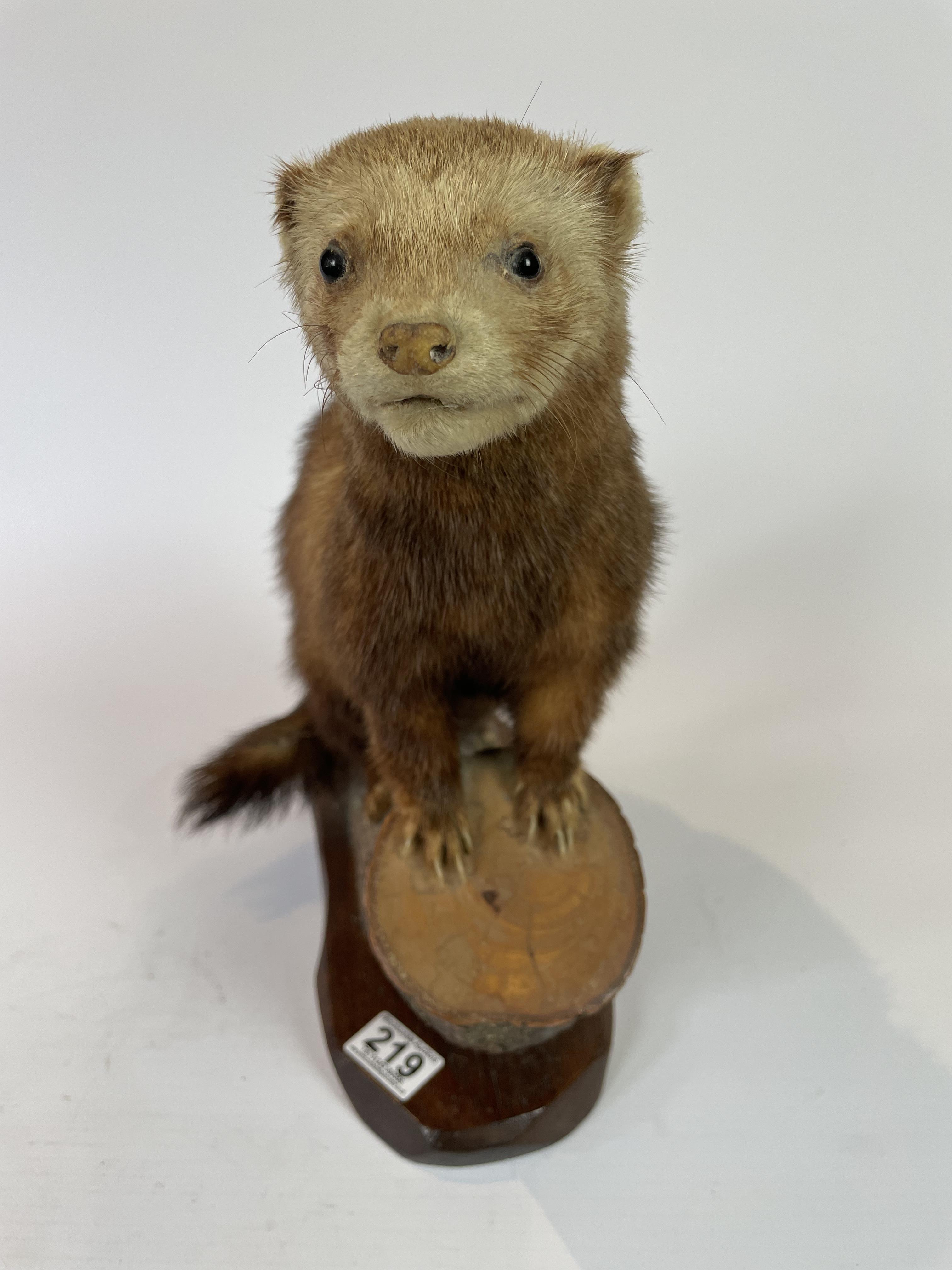 Polecat - By Renowned Taxidermist Jack Crewason - Image 2 of 3