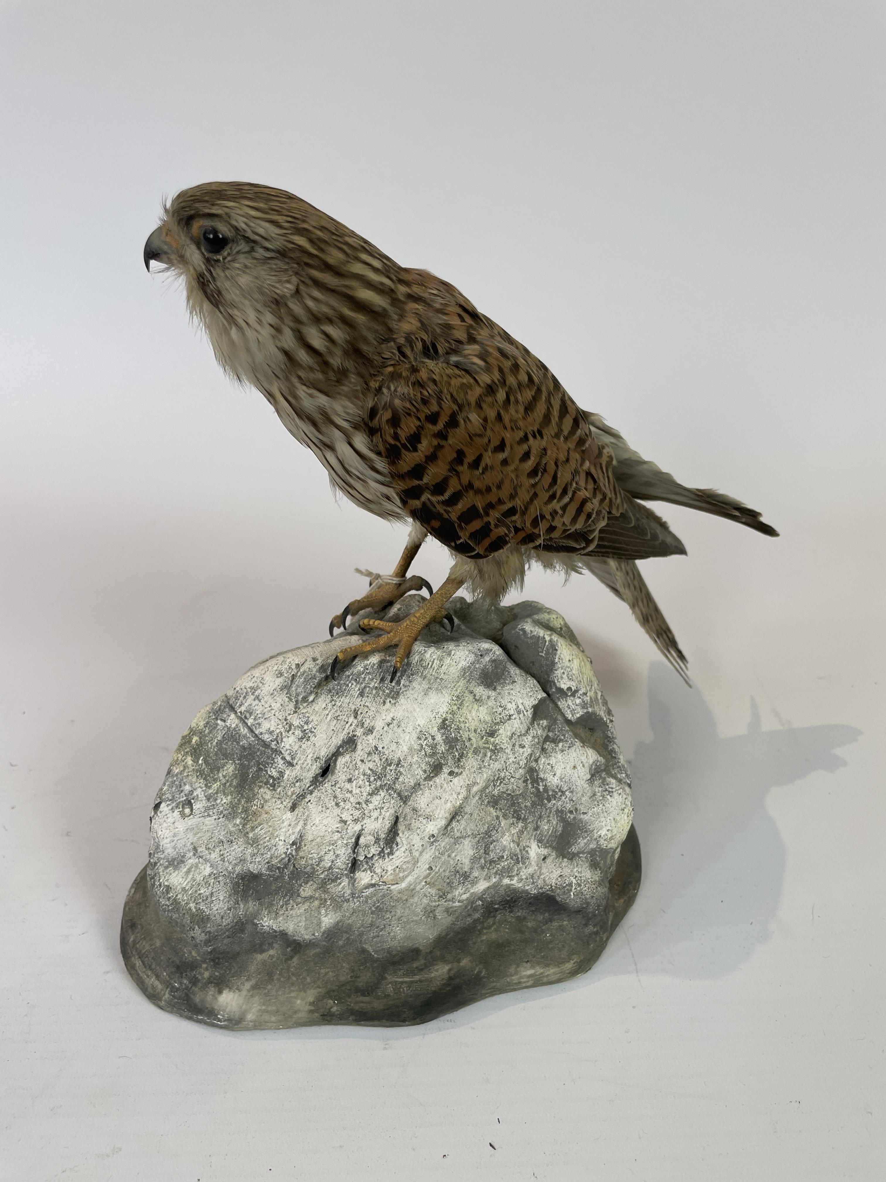 Taxidermy Kestrel By J Crewason - Image 2 of 2