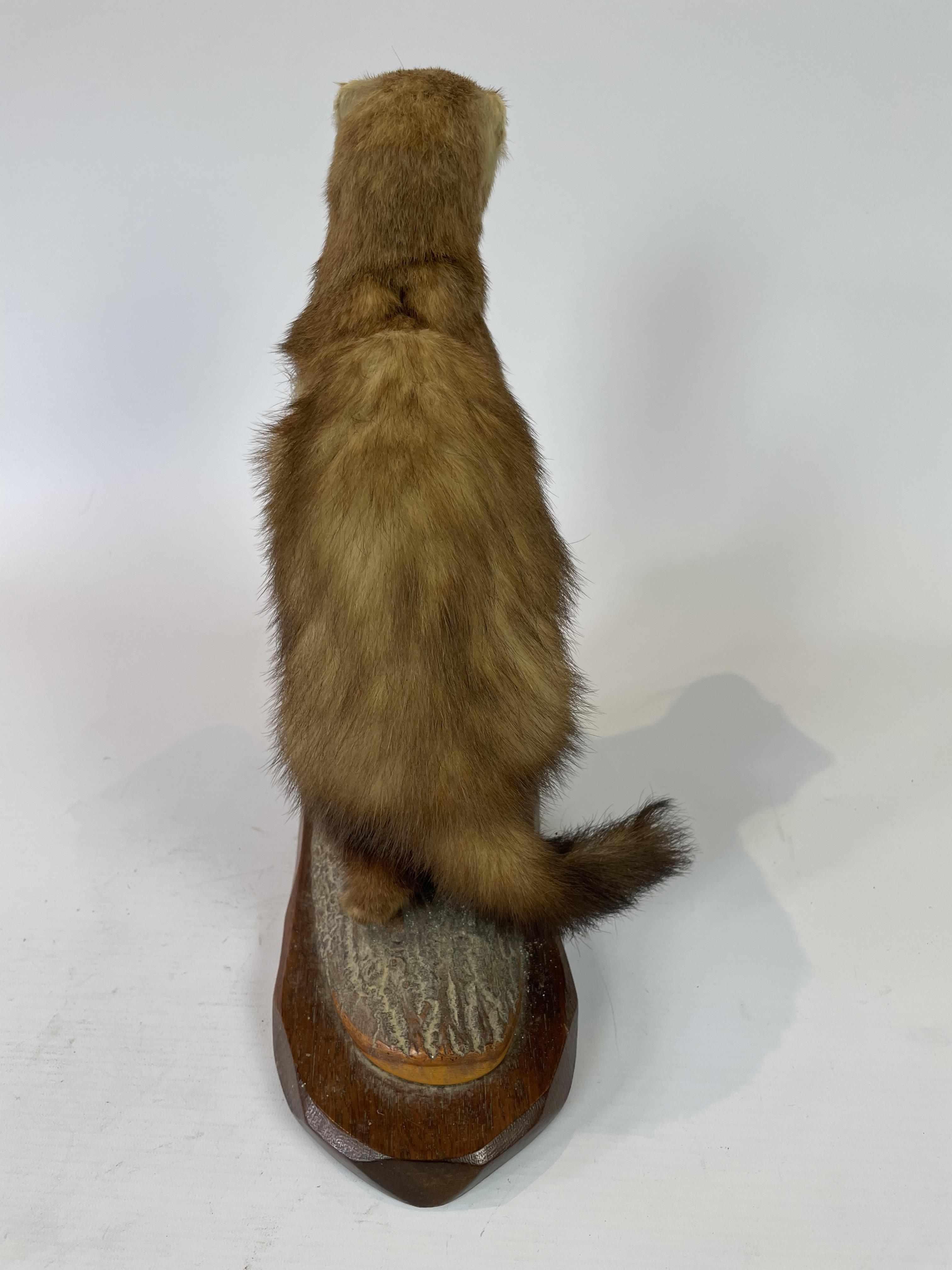 Polecat - By Renowned Taxidermist Jack Crewason - Image 3 of 3