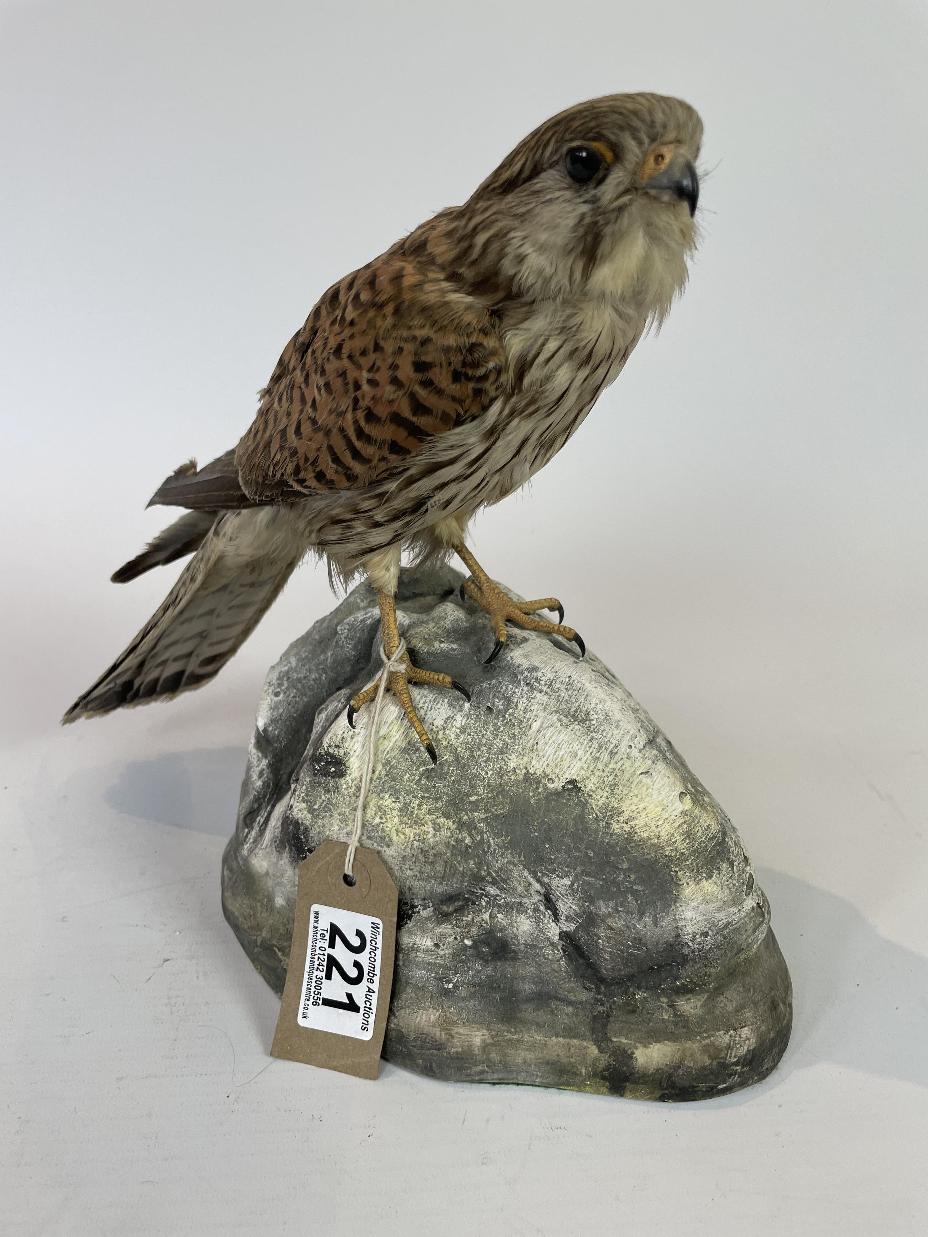 Taxidermy Kestrel By J Crewason