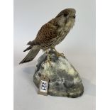 Taxidermy Kestrel By J Crewason