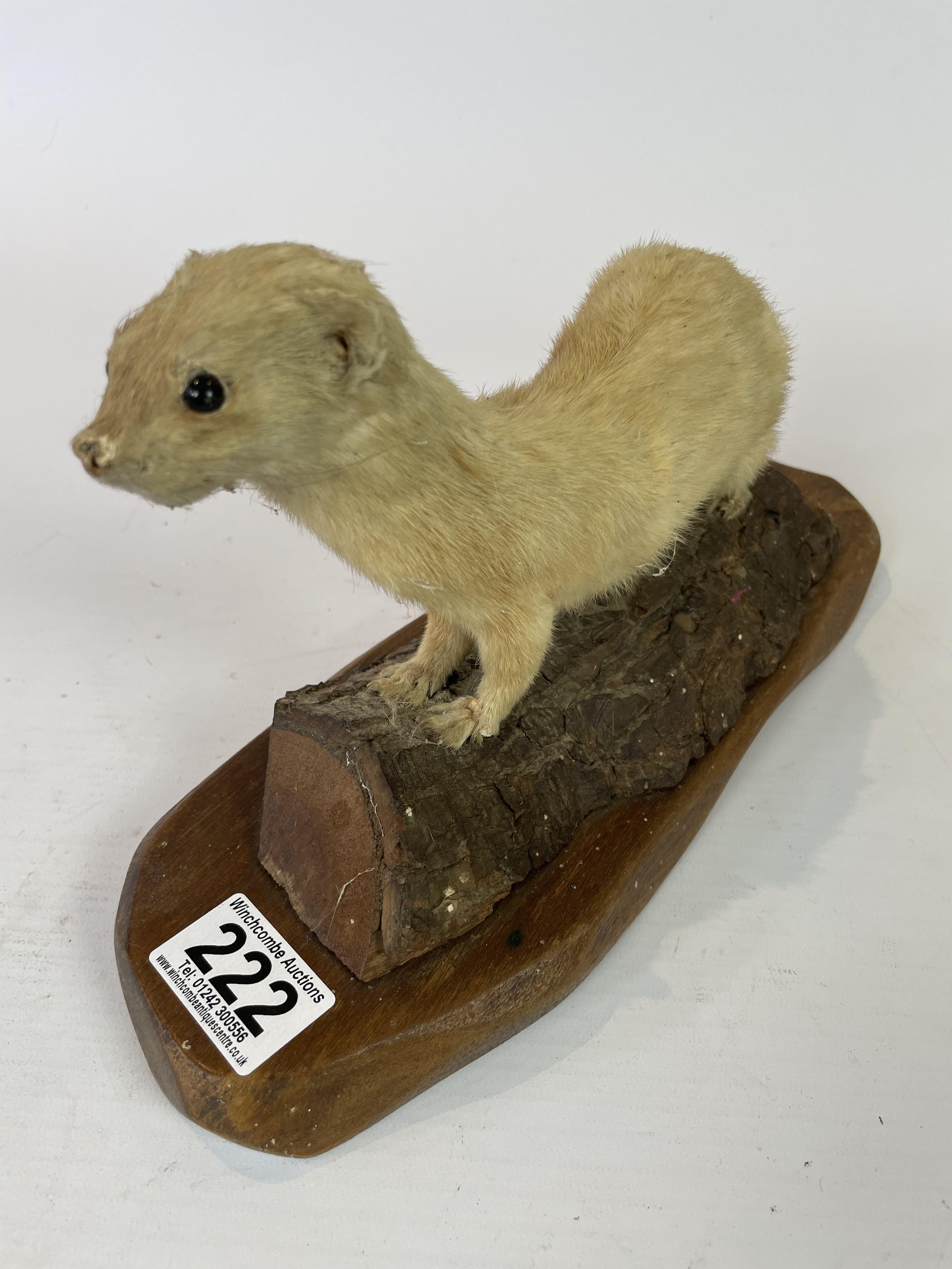 Taxidermy Stoat By J Crewason