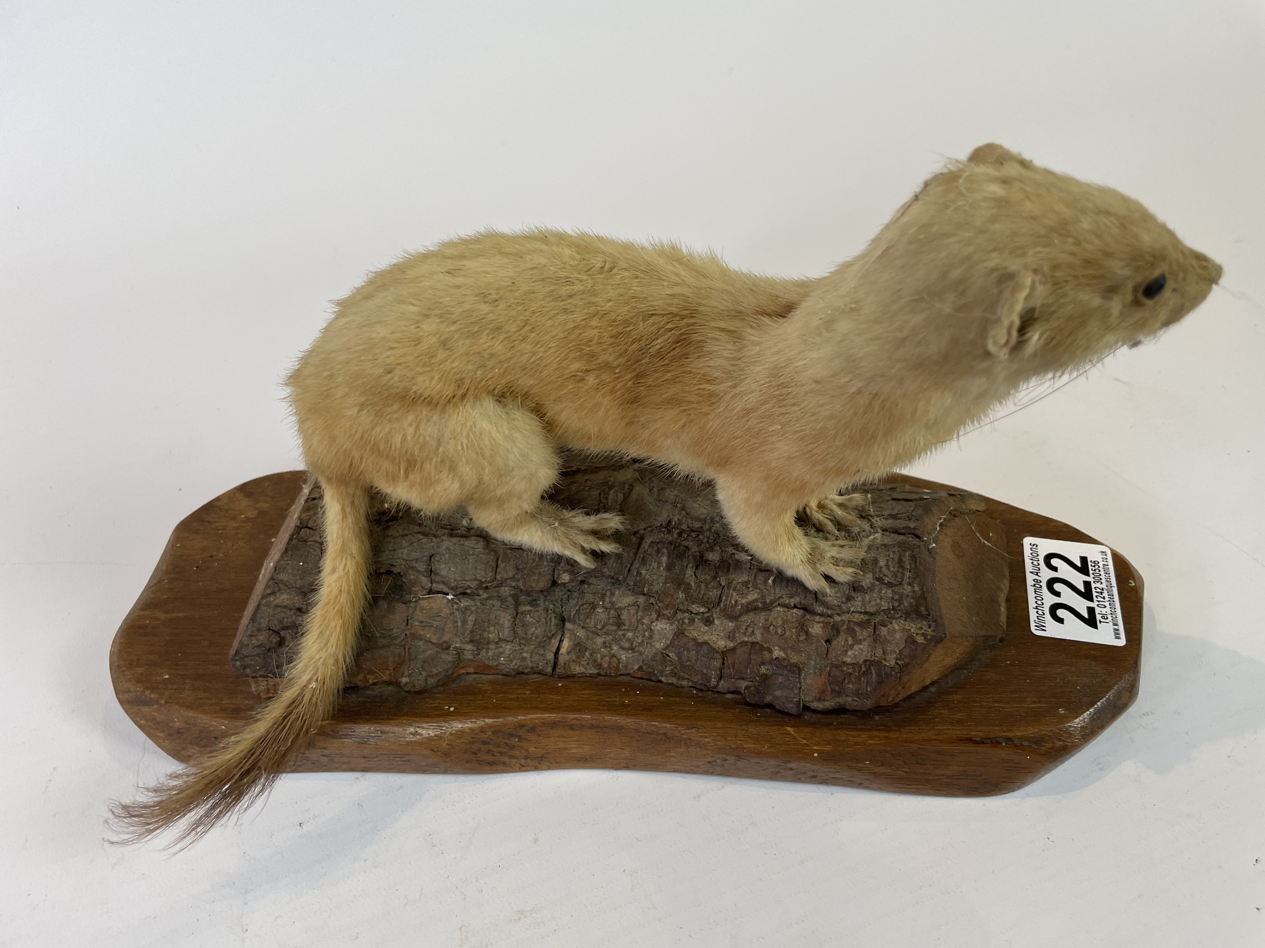 Taxidermy Stoat By J Crewason - Image 3 of 3