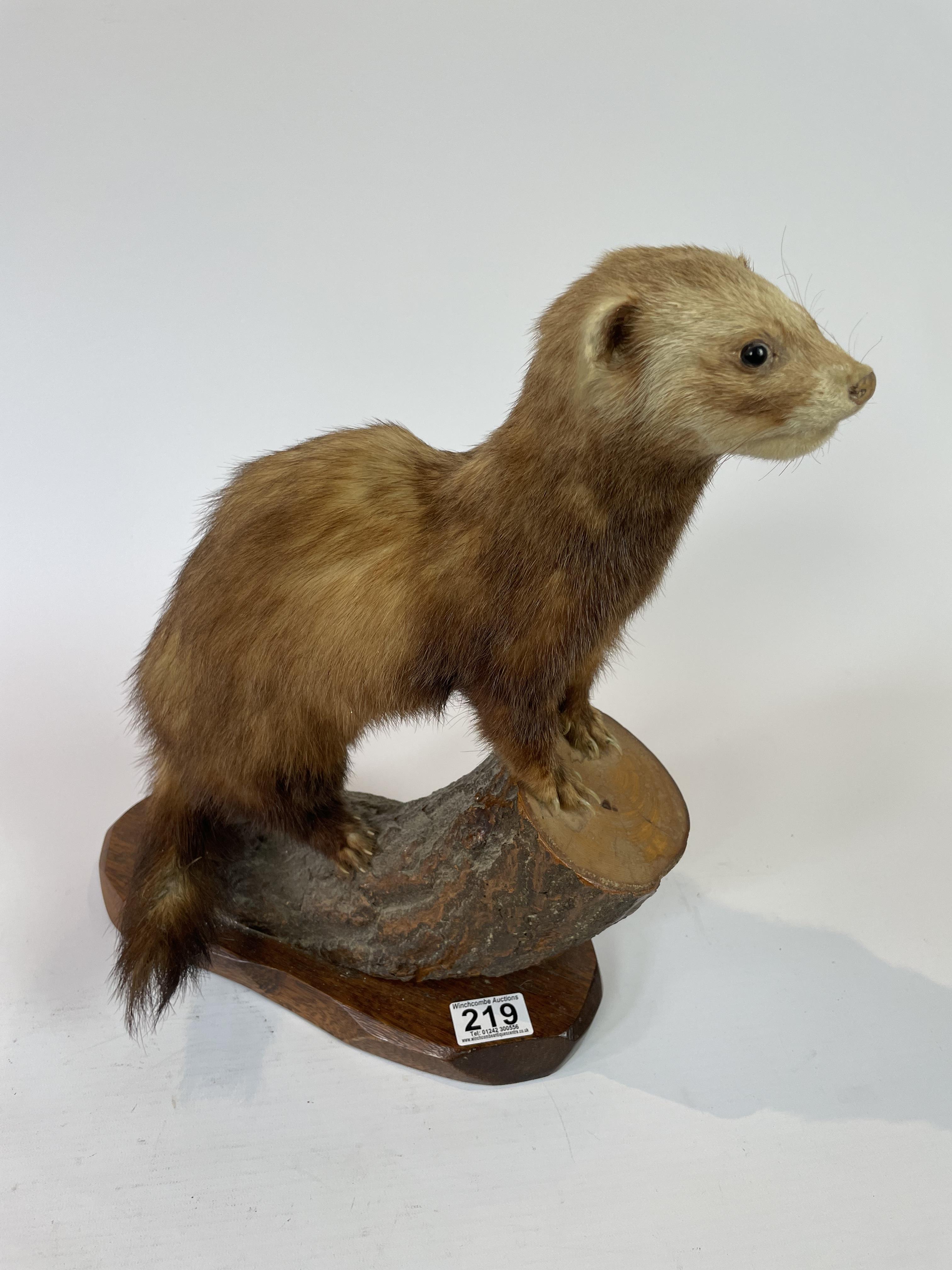 Polecat - By Renowned Taxidermist Jack Crewason