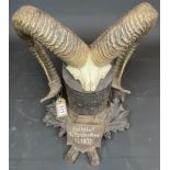 Black Forest Carved Plaque With A Pair Of Rams Horns