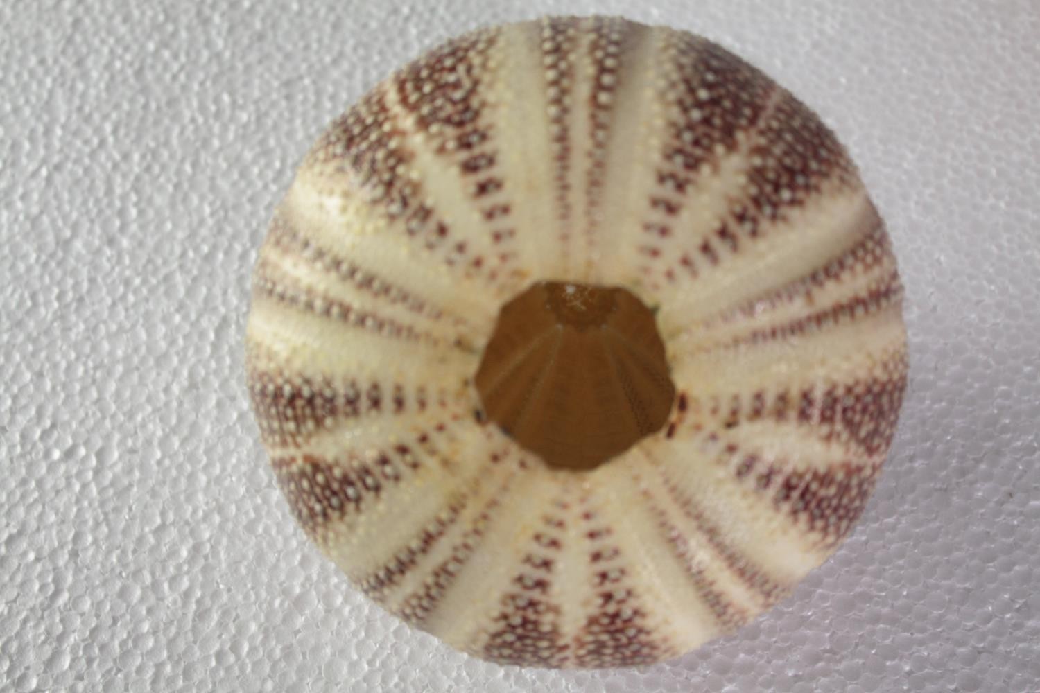 A collection of six sea urchins. H.10 W.13 cm. (largest) - Image 5 of 5